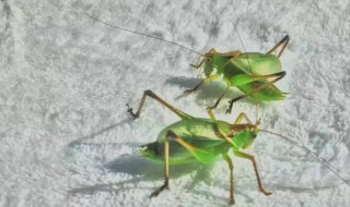 扎嘴鸣虫怎样饲养 鸣虫扎嘴能活多久
