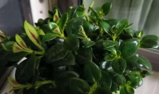 聚财金鱼花怎么养（聚财金鱼花怎么养护）