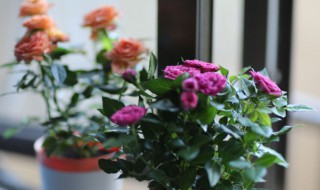 夏天玫瑰花怎么养（夏天的玫瑰花怎么养）