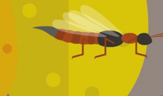 隐翅虫怎么消灭（阴虱虫子图片）