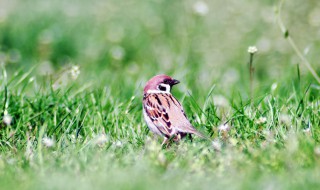 麻雀幼鸟怎么养活 麻雀幼鸟怎么养活视频