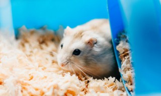 怎么让竹鼠从洞里出来 怎么让竹鼠从洞里出来活动