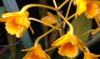 如何养好鼓槌石斛 如何养好鼓槌石斛盆景