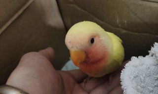 黄桃鹦鹉怎么训练上手(黄桃鹦鹉怎样训练)