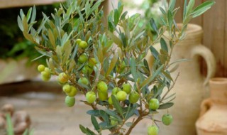油橄榄盆栽怎么养 油橄榄盆栽好养吗