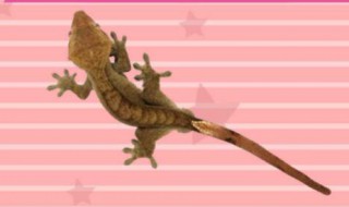 房间里有壁虎怎么驱赶 房间里有壁虎怎么驱赶它