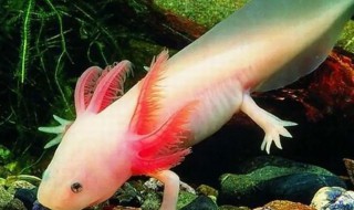 六角恐龙鱼怎么认主人 六角恐龙鱼认主人会咬主人吗