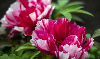 洋牡丹种植方法和注意事项（洋牡丹种植方法和注意事项视频）