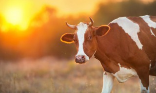 牛属什么五行 1985的牛属什么五行