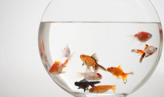 热带鱼是怎么繁殖的（热带鱼是怎么繁殖的视频）