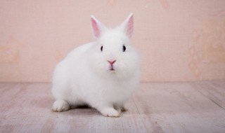 五行适合养兔子的人 五行适合养兔子的人么