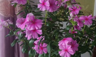 天天开花怎么扦插 天天开花怎么扦插成活