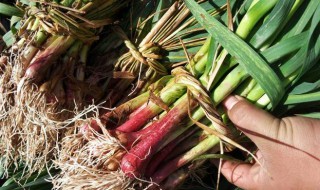 红头香蒜苗种子怎么种植（红头香蒜苗种子什么时候种植）