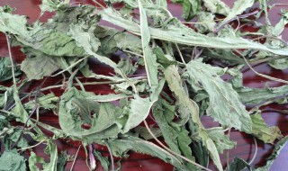 干的蒲公英怎么会生虫（干的蒲公英怎么会生虫芝麻一样的小虫）