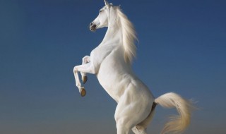 野马如何修马蹄（野马修马蹄吗）