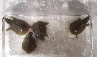 野生甲鱼下蛋了怎么孵化（野生甲鱼怎么孵化蛋的）