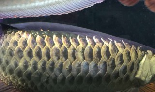 如何刺激龙鱼开口 怎么刺激龙鱼开口