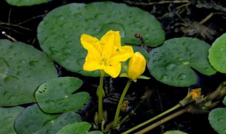 水上烟花浮萍怎么养 浮萍可以养在水下吗