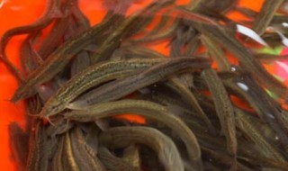 在家怎么养泥鳅（泥鳅最怕什么东西）