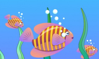 怎么防止鱼养成老头鱼(怎么防止鱼养成老头鱼的味道)