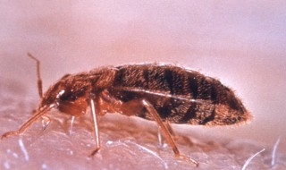 床虱是怎么滋生的（床虱是怎么产生的）