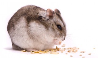 紫仓鼠怎么养(紫仓仓鼠怎么养才亲近你)