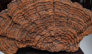 桑黄是怎么形成的 桑黄对人体有什么好处