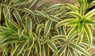 龙血树的叶子下垂耷拉了是怎么回事 龙须树三种人不能养