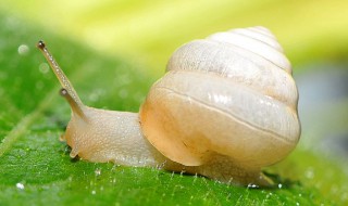 蜗牛钻到土里是怎么回事(蜗牛往土里钻是什么原因)
