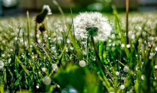 小草是怎么传播种子（植物是怎么传播种子的）