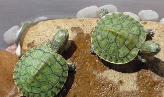 巴西龟冬天怎么养? 幼小巴西龟冬天怎么养