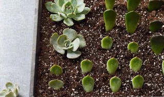 多肉瓣怎么栽活（多肉瓣怎么栽活视频）