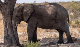 大象如何睡觉姿势 大象 睡姿