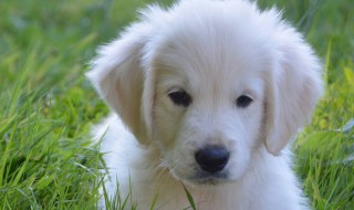 怎么区别公母狗的区别（怎么区别公母狗的区别图解）