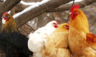 公鸡和母鸡怎么受精（公鸡母鸡怎么受精生几个）