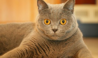 怎么养猫干净卫生(如何养猫干净)