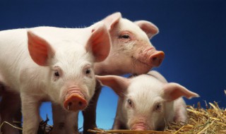 猪的叫声怎么写(猪的叫声怎么写英文怎么写)