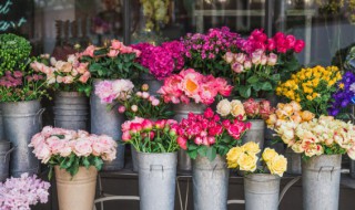 成语奇葩异卉是什么意思 什么什么异卉成语大全