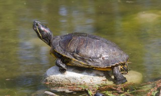 天气冷怎么养乌龟(天气冷怎么养乌龟好)