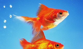 金鱼卵怎么孵化 金鱼卵怎么孵化需要打氧吗