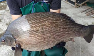 海鲈鱼和淡水鲈鱼哪个好吃 海鲈鱼怎么做好吃