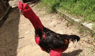 怎么能看出斗鸡纯不纯 怎么能看出斗鸡纯不纯呢