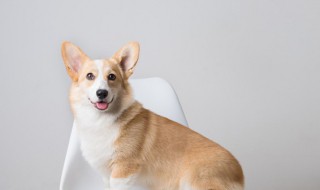 周公解梦梦见狗向自己叫 周公解梦梦见狗向自己叫唤