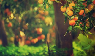 梦到树 梦到树是什么意思