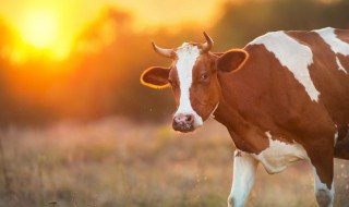 73年属什么的 73年属什么的生肖配对