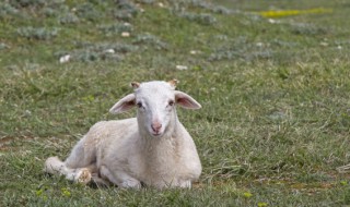 03年属什么(03年属什么今年多大)