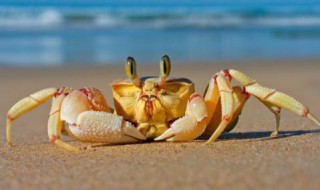 梦到抓螃蟹（梦到抓螃蟹是什么意思周公解梦）