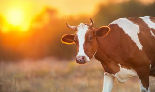 做梦梦到牛（做梦梦到牛追着我跑咋回事）