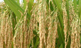水稻什么时候下种子 水稻什么时候下种子