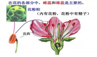 被子植物花的结构中最主要的部分是 被子植物在花形态结构上的主要演化